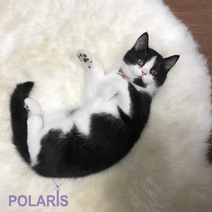 Polaris Guesthouse Garosugil 서울특별시 외부 사진